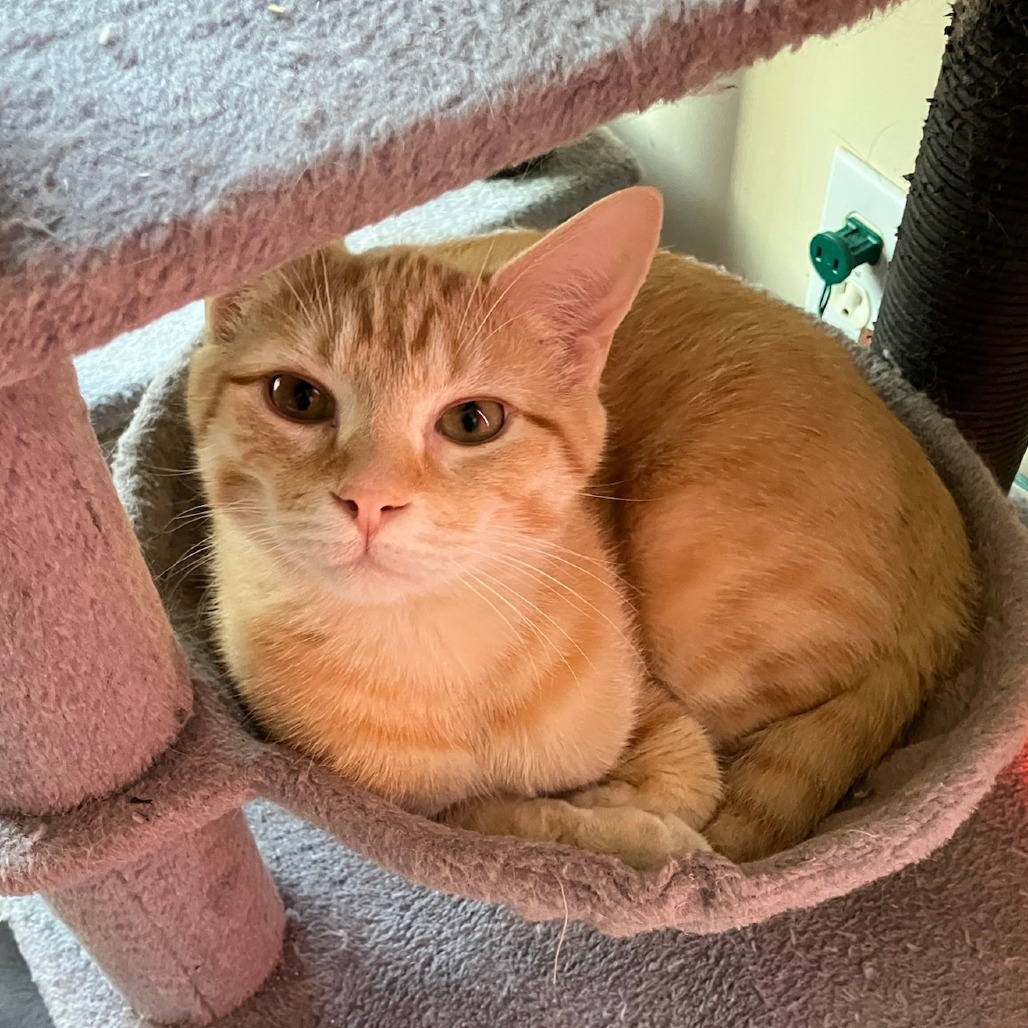 Star — thumbnail 2