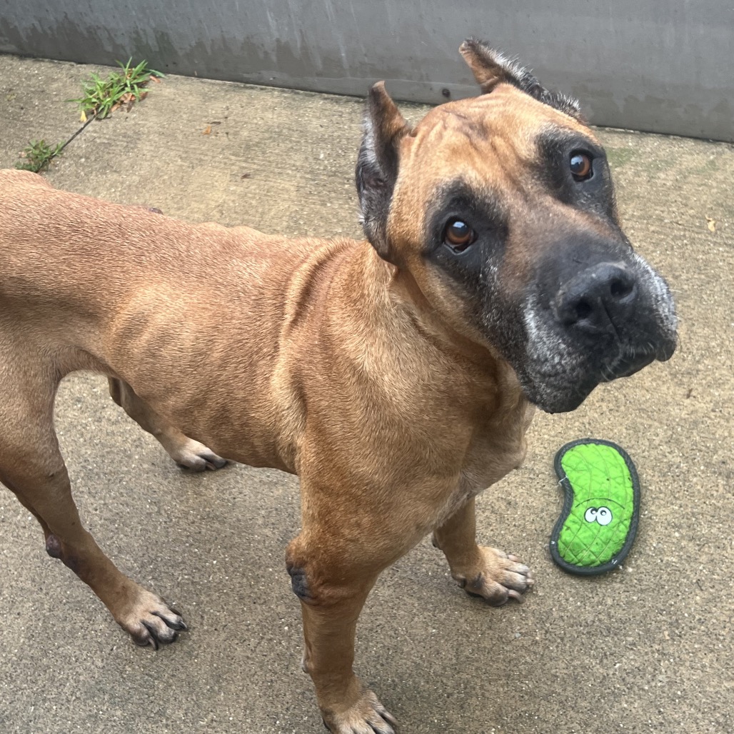 Mastiff