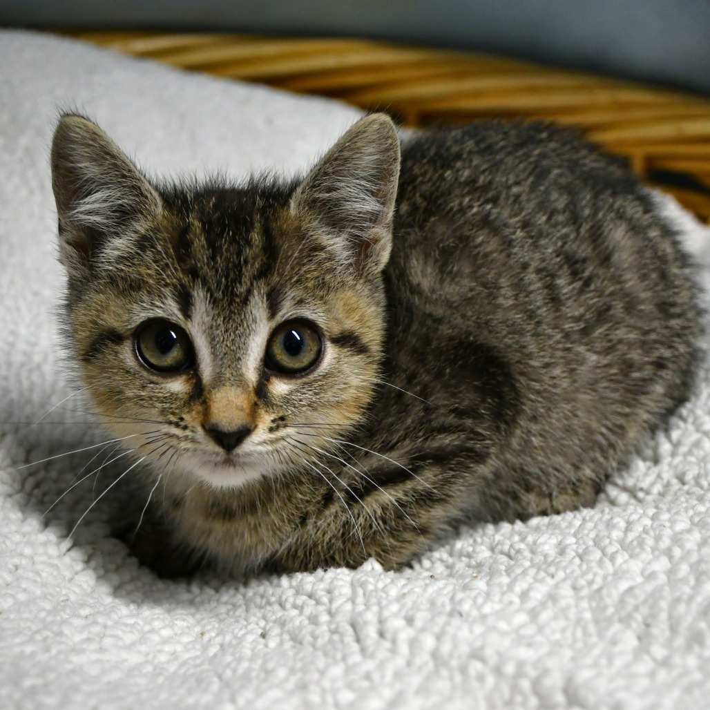 CRYPTINA - Domestic Shorthair available for adoption