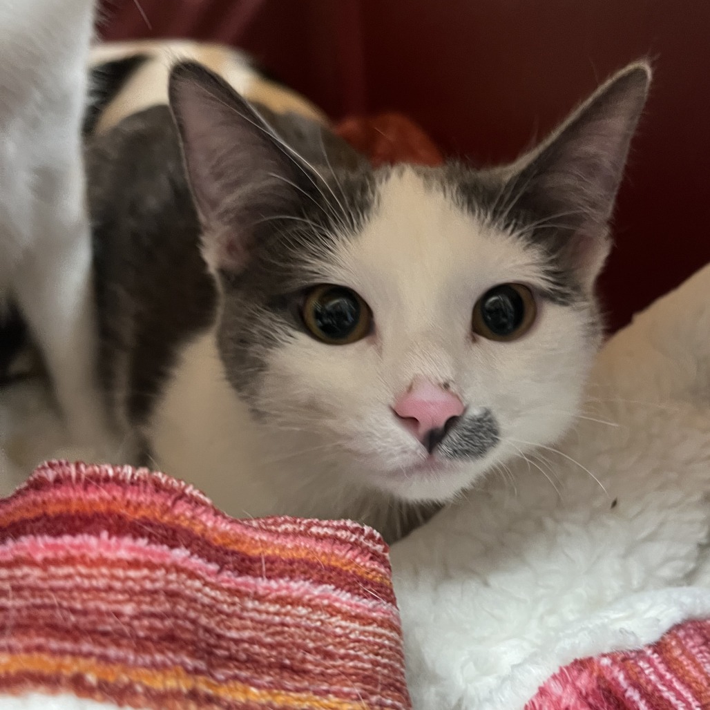 Garfilda — thumbnail 2