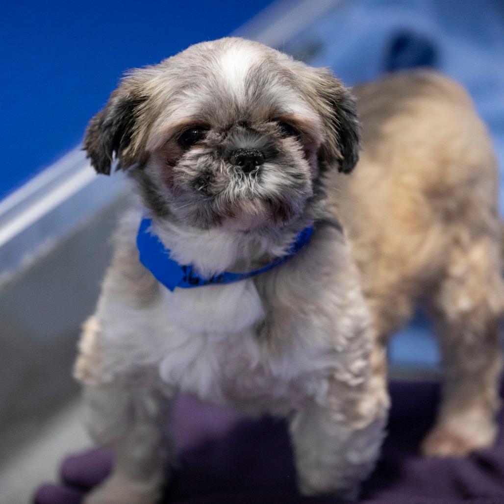 ANTONIO (AG26-16) - Shih Tzu available for adoption