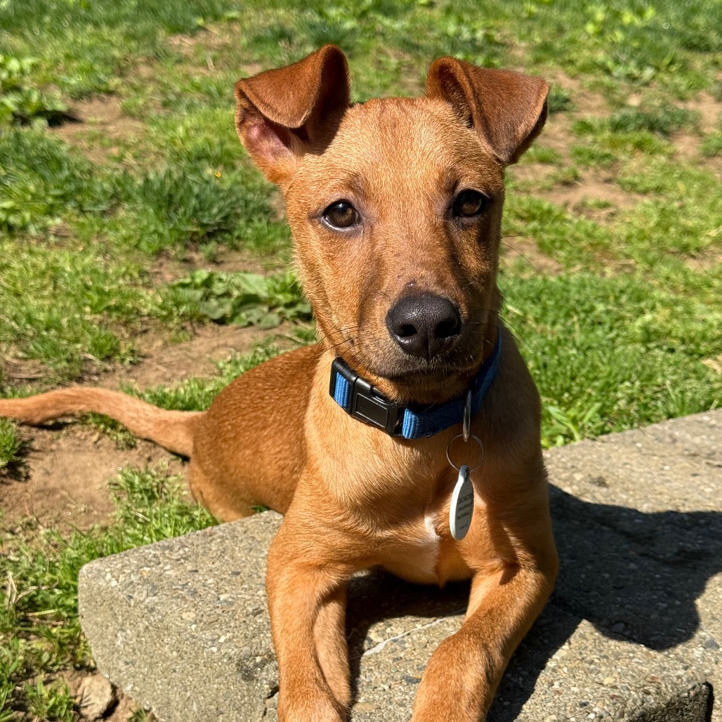Teddy, photo 16