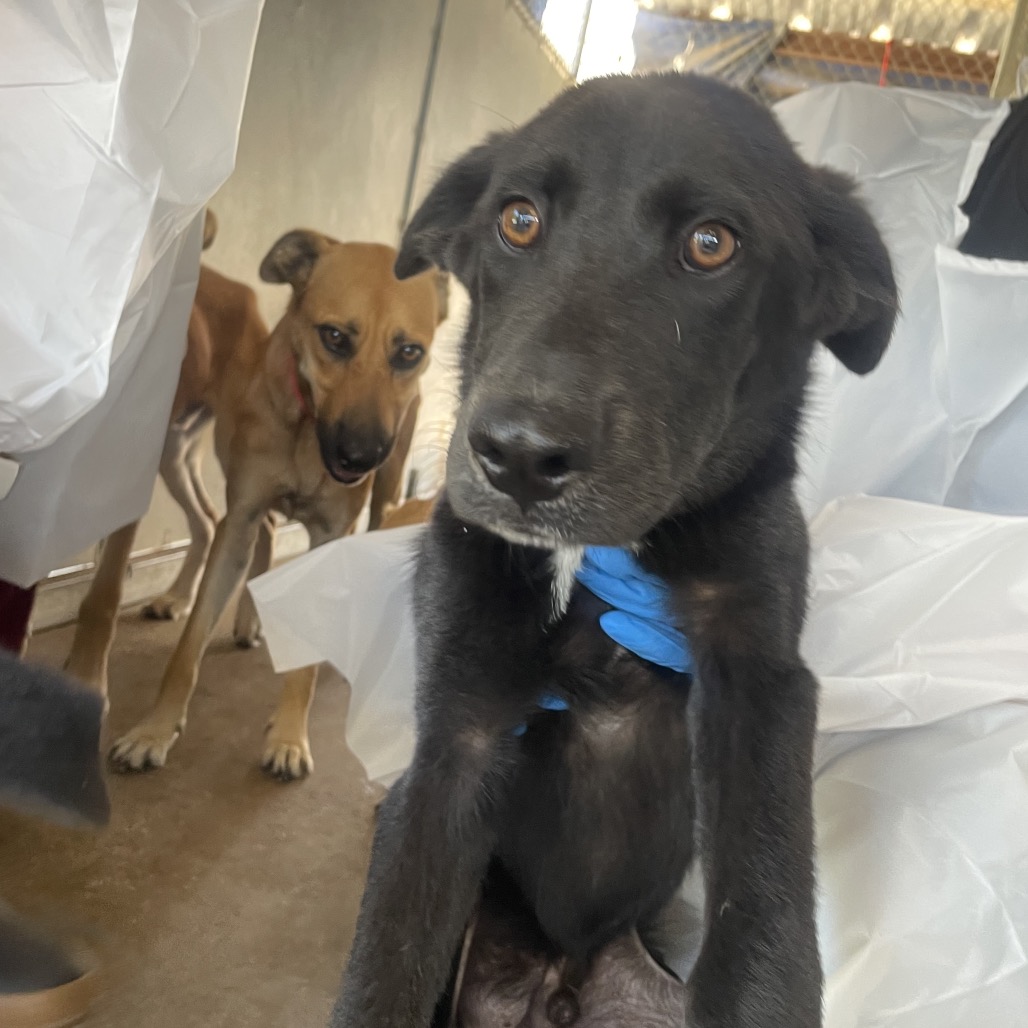 PHOENIX - Shepherd available for adoption