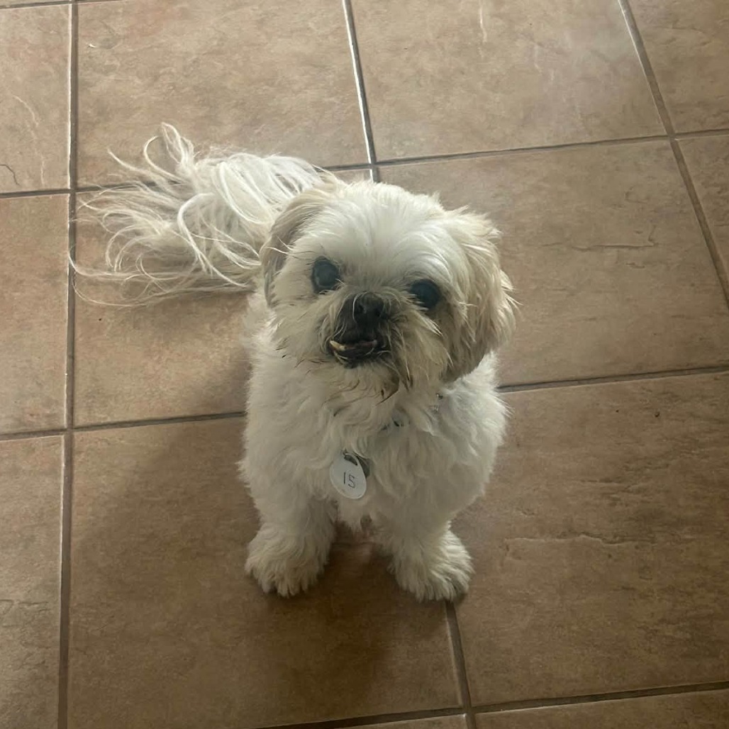 Charlie, photo 14