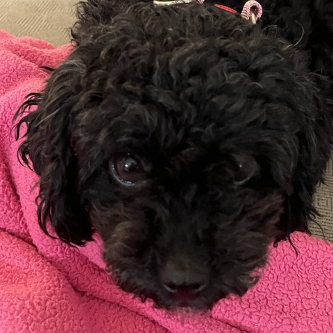 Coco