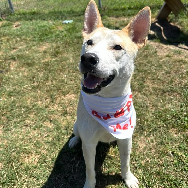 CATALINA - Shepherd available for adoption