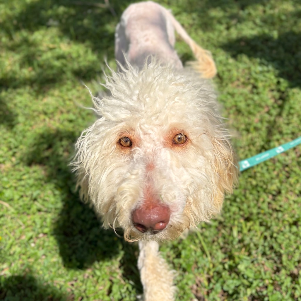 ZSA ZSA BARKOR - Poodle / Retriever, Golden available for adoption