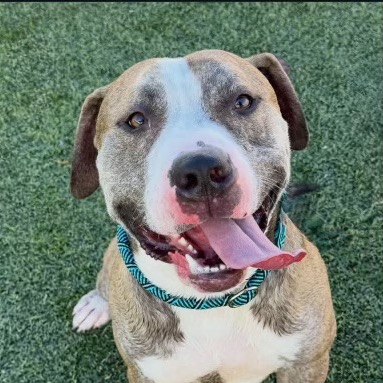 BRONX - Terrier / Pit Bull available for adoption