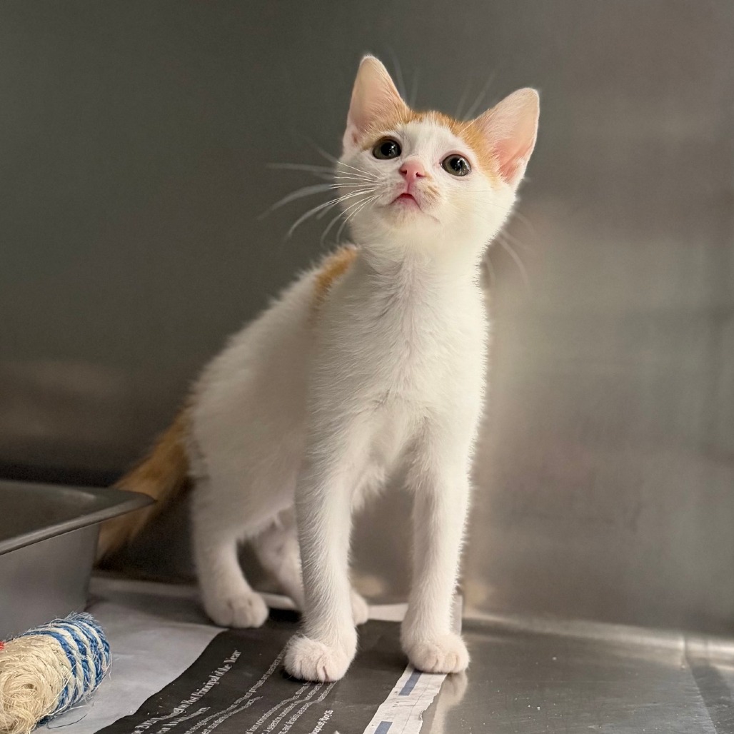 OUTPLAY - Domestic Shorthair available for adoption