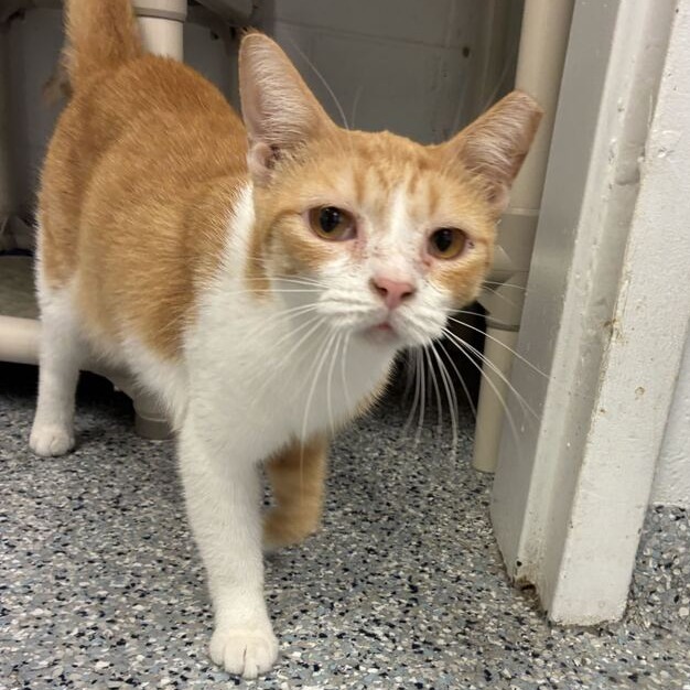 MANGO - Domestic Shorthair available for adoption