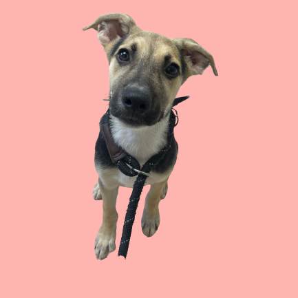 Tusc Stray 81580 2