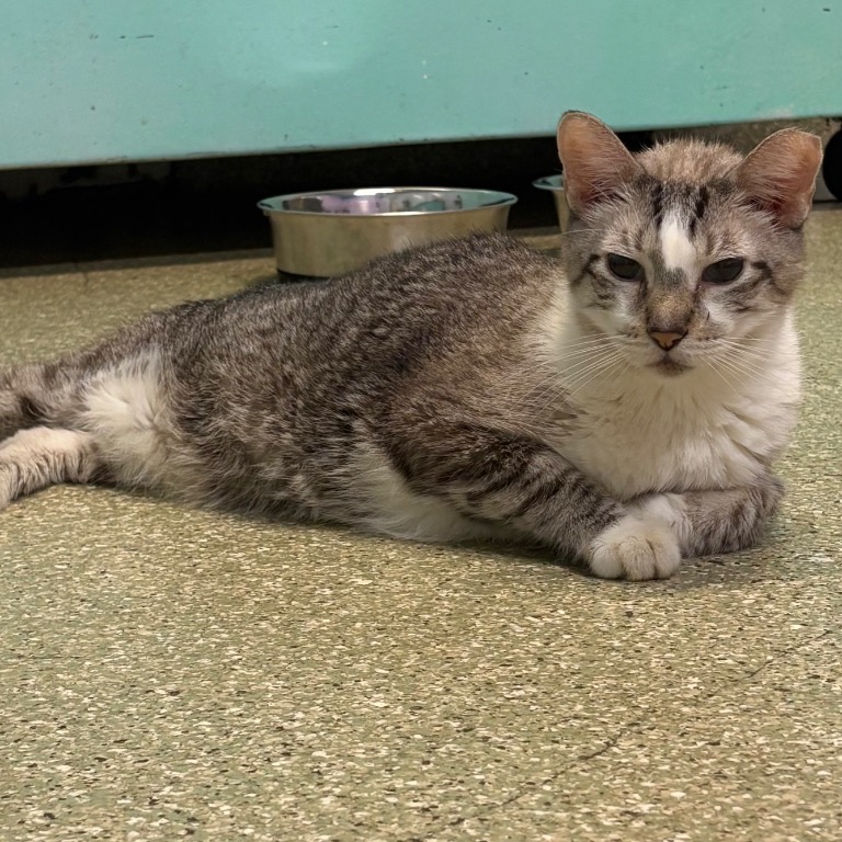 Photo of Peanut playing