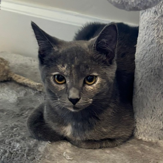 TORTIBELLE - Domestic Shorthair available for adoption