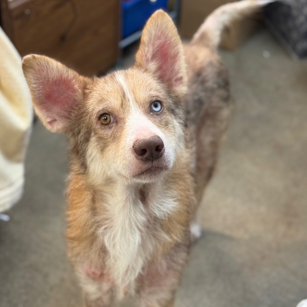 CT Auggie *Foster me!*