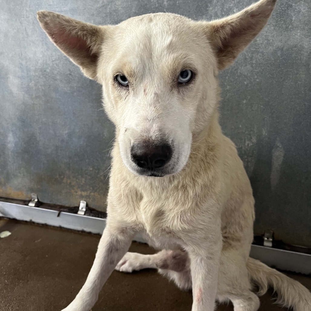 PRINGLE - Pei, Shar / Mix available for adoption