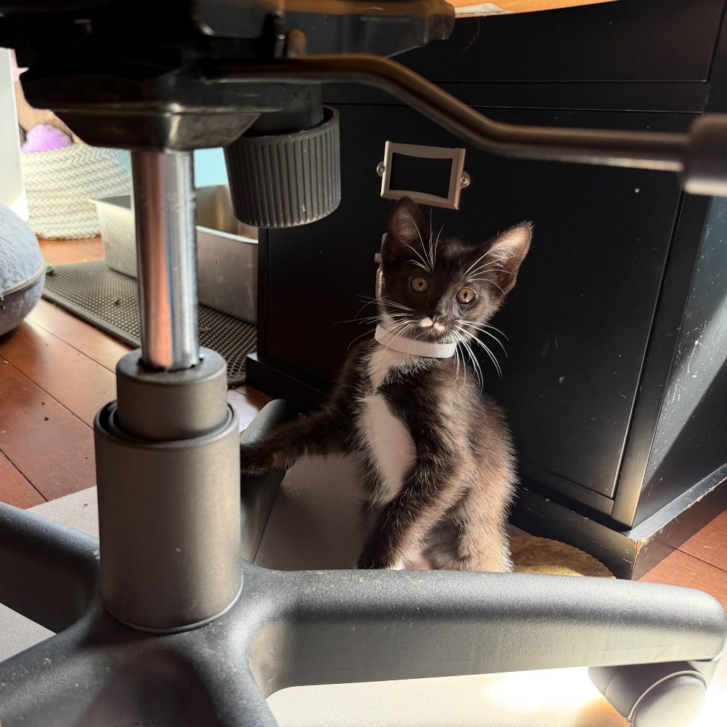 Pixel, photo 3
