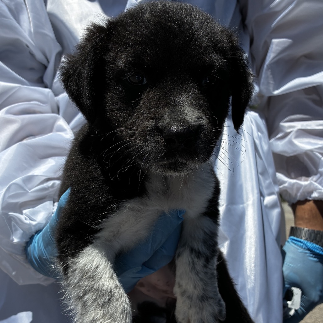 OREO - Shepherd / Mix available for adoption