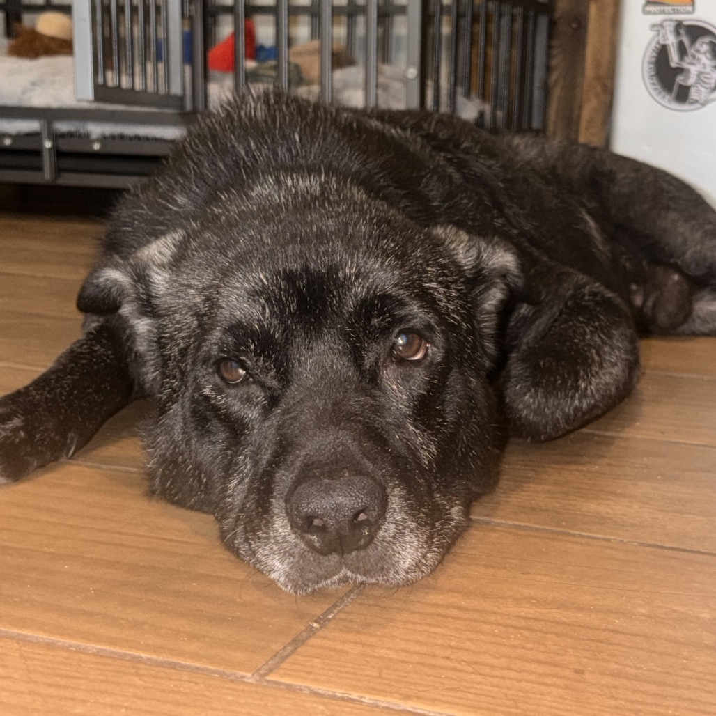 Dozer, photo 9