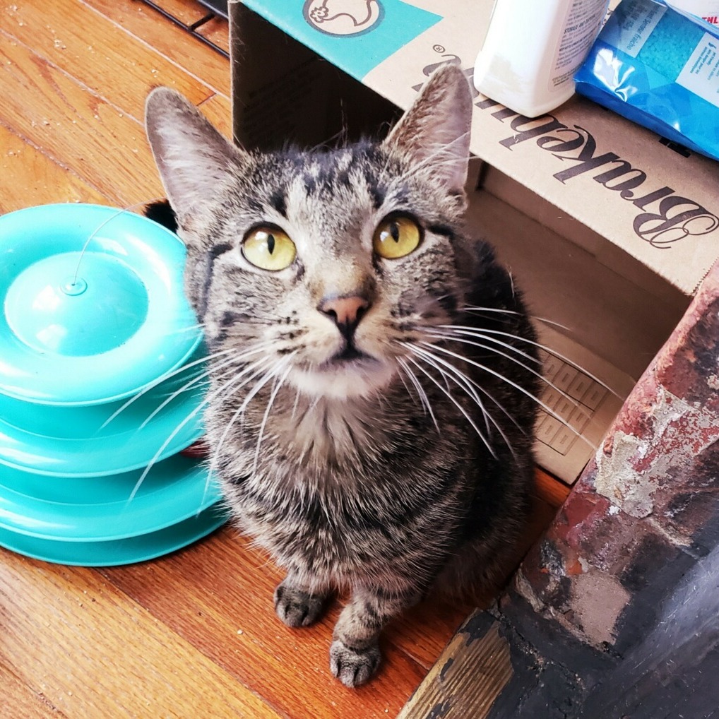 Piper photo