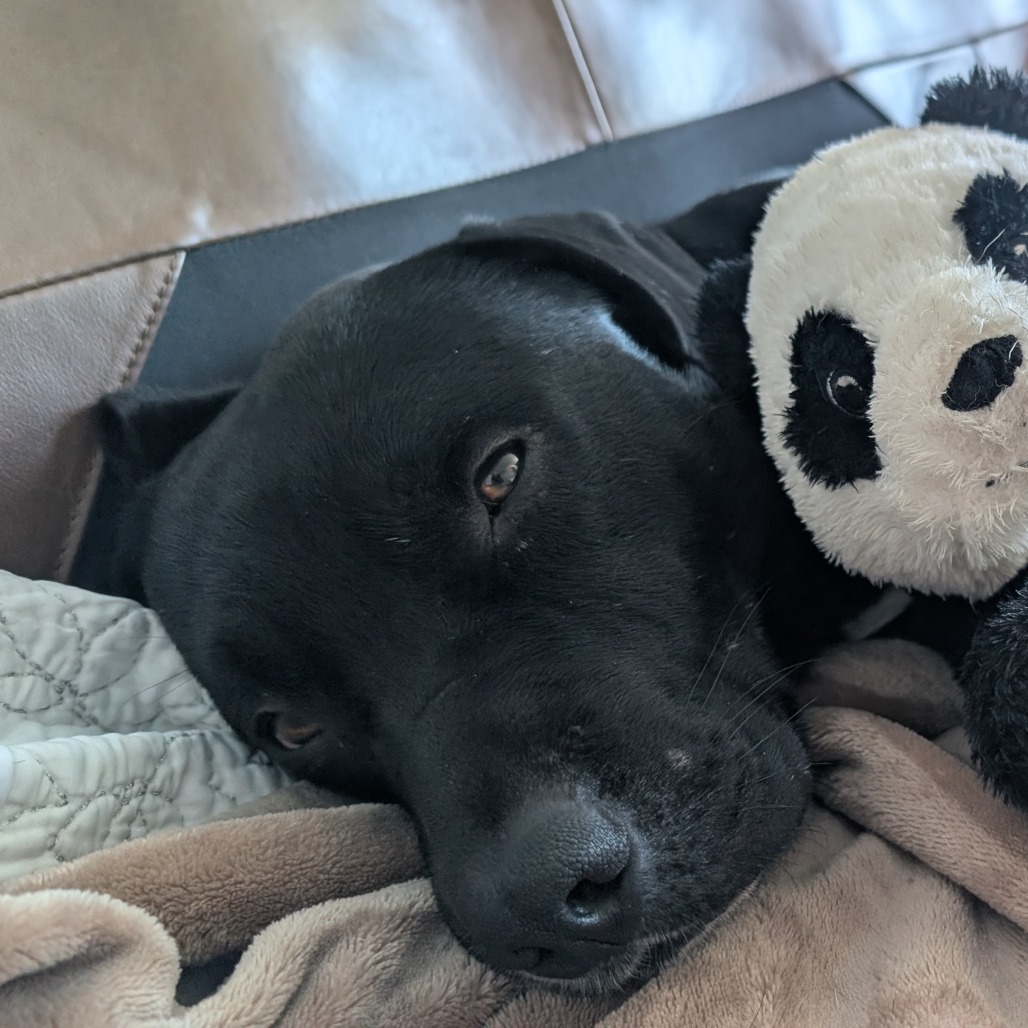 Vesper — thumbnail 2