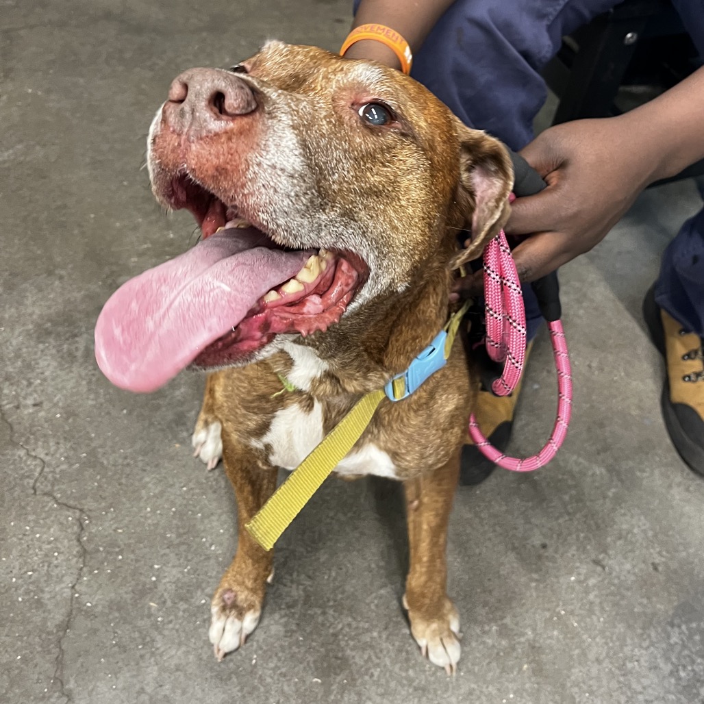 Nikki — thumbnail 2