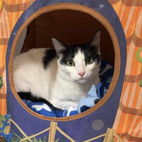 DAFFODIL - Domestic Shorthair available for adoption