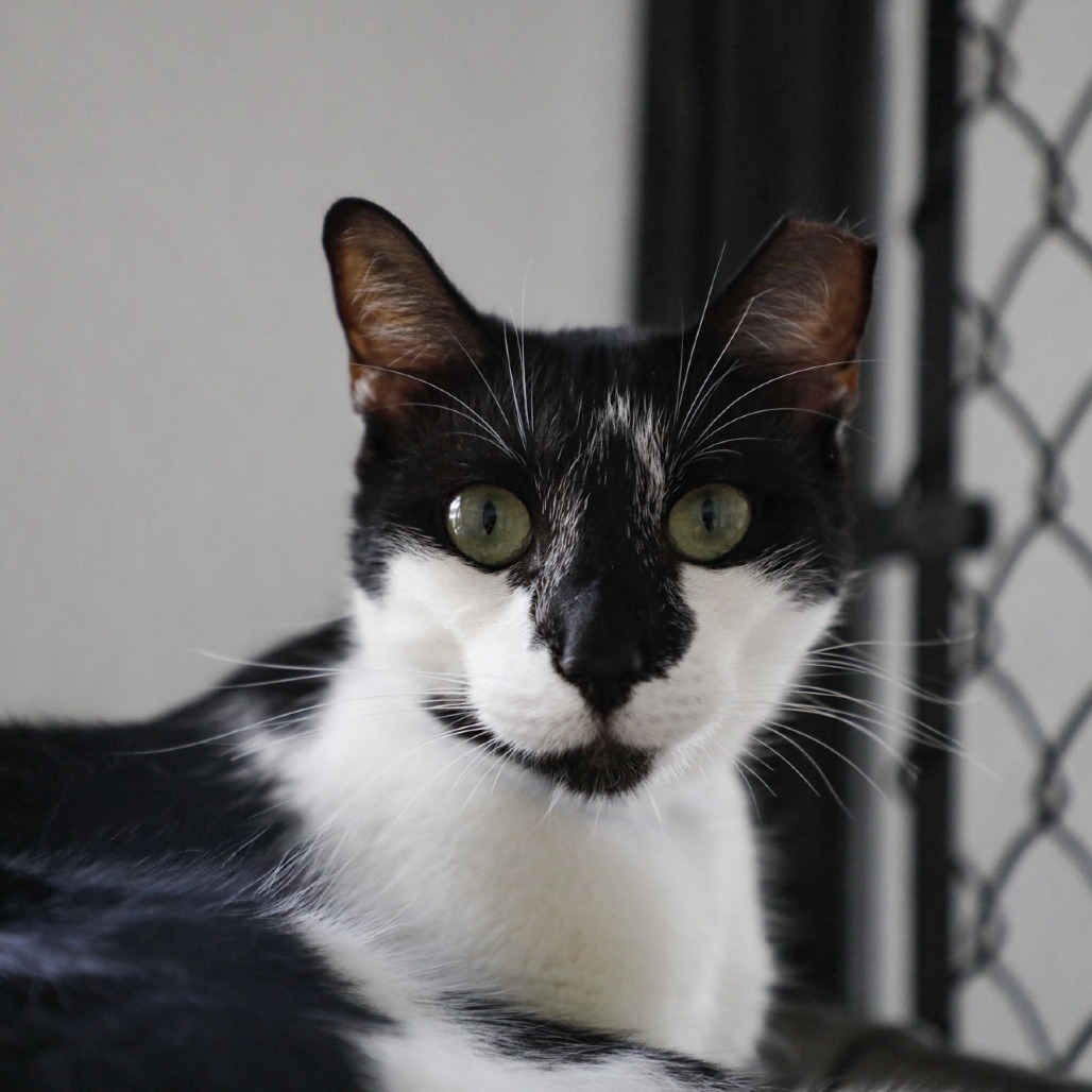 Harold — thumbnail 3