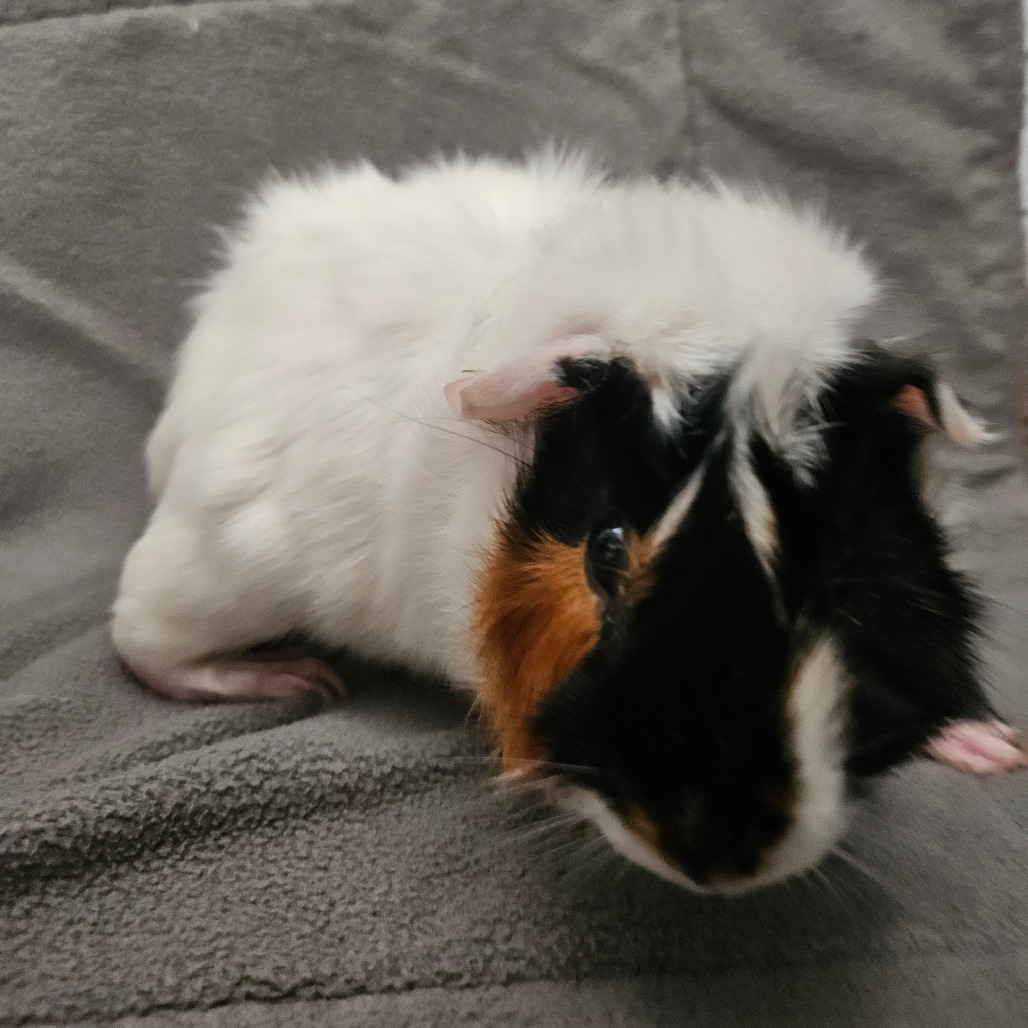 Bean, photo 5