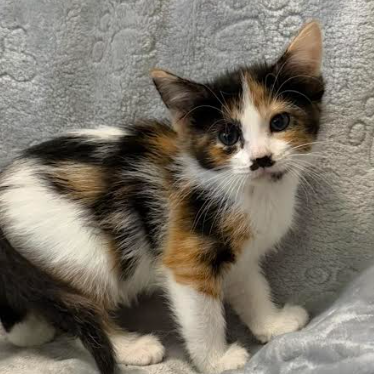 Moxy, adopted
