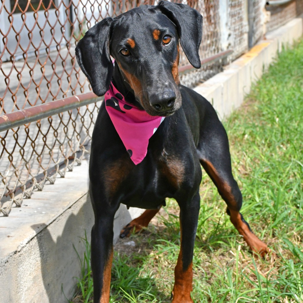 GRETCHEN - Pinscher / Doberman available for adoption