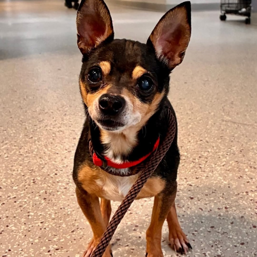 Papa John — thumbnail 7