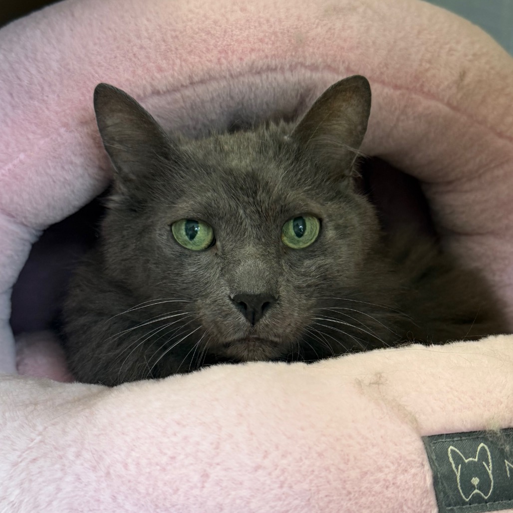 SILAS - Domestic Shorthair for adoption in Jacksonville