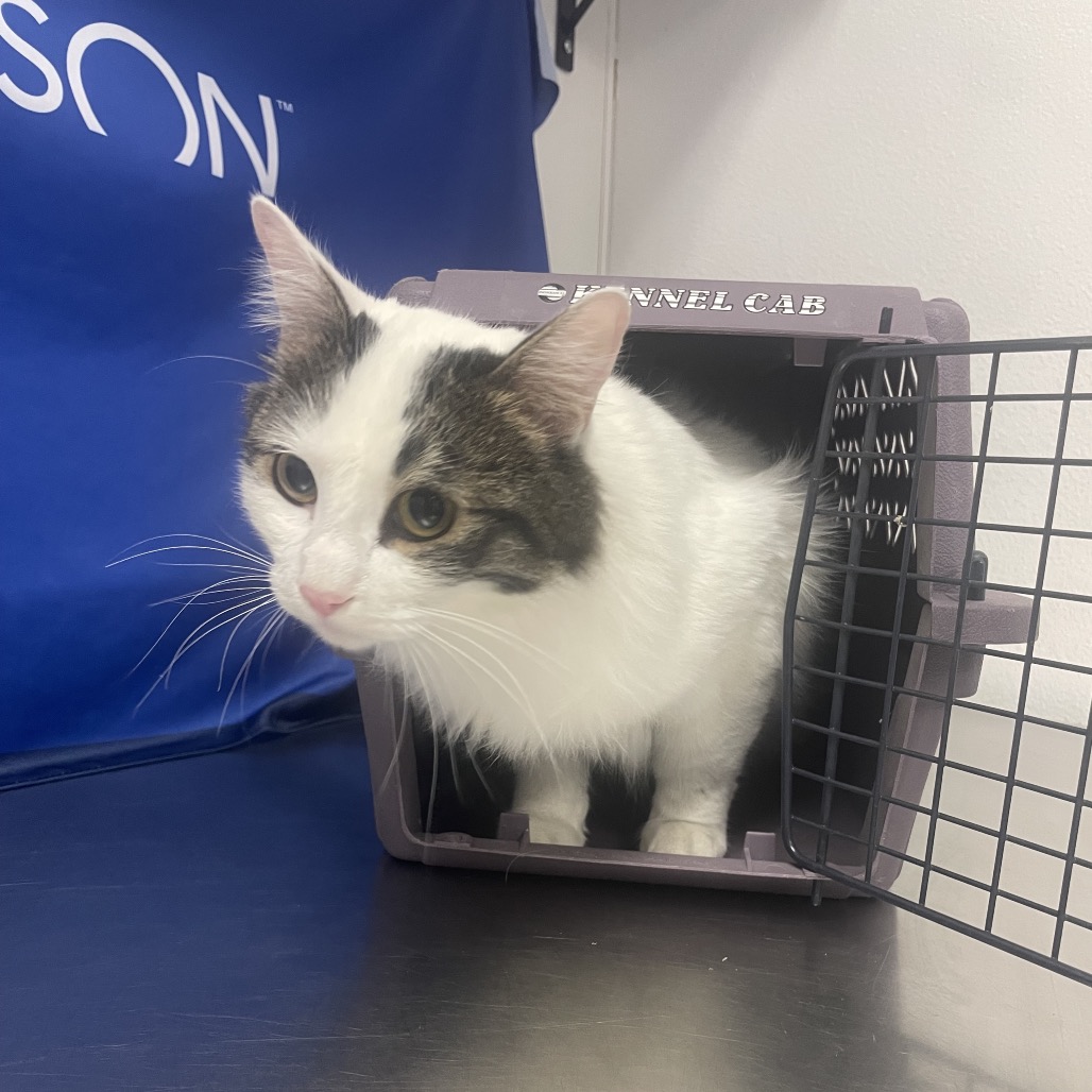 HACC-Stray-33561 — thumbnail 2