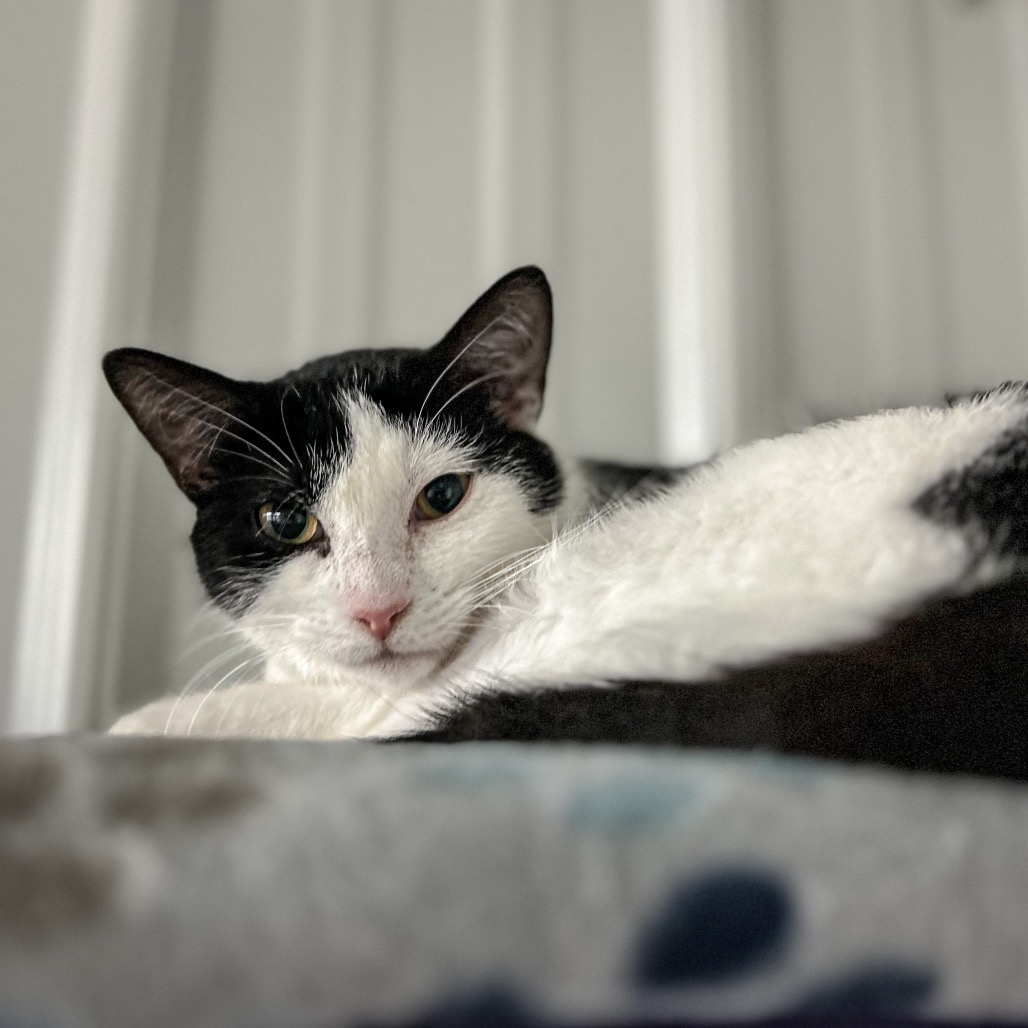Stella, photo 10