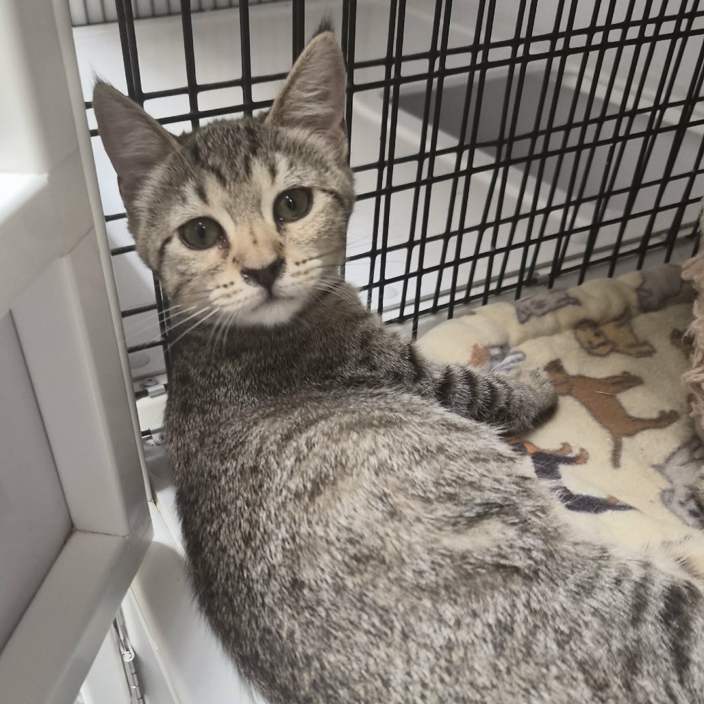 CELLO - Domestic Shorthair available for adoption