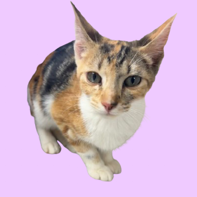 Tusc Stray 82996 2 3 4