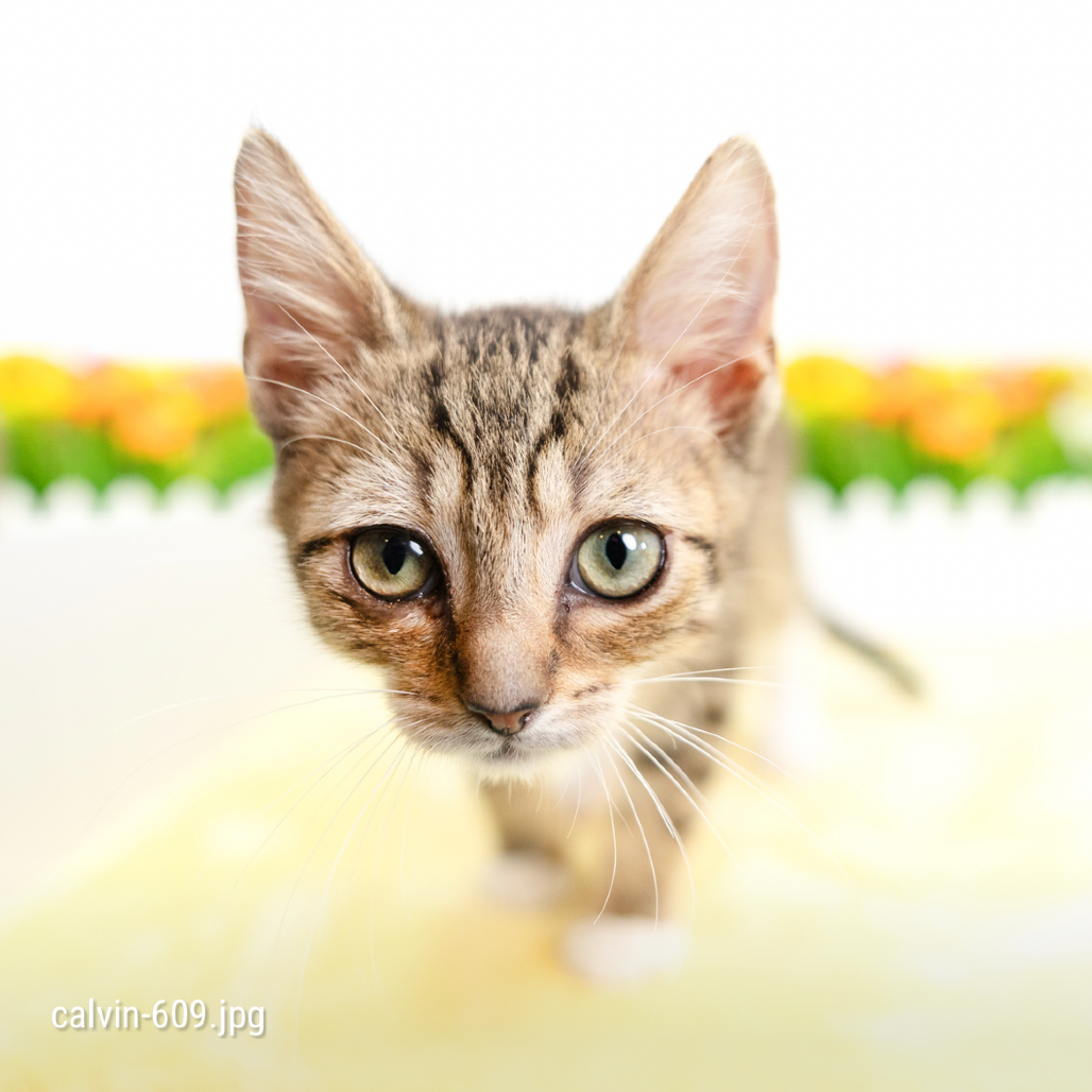 35a24e978203f4783f1ad6eb4f01535f.png
