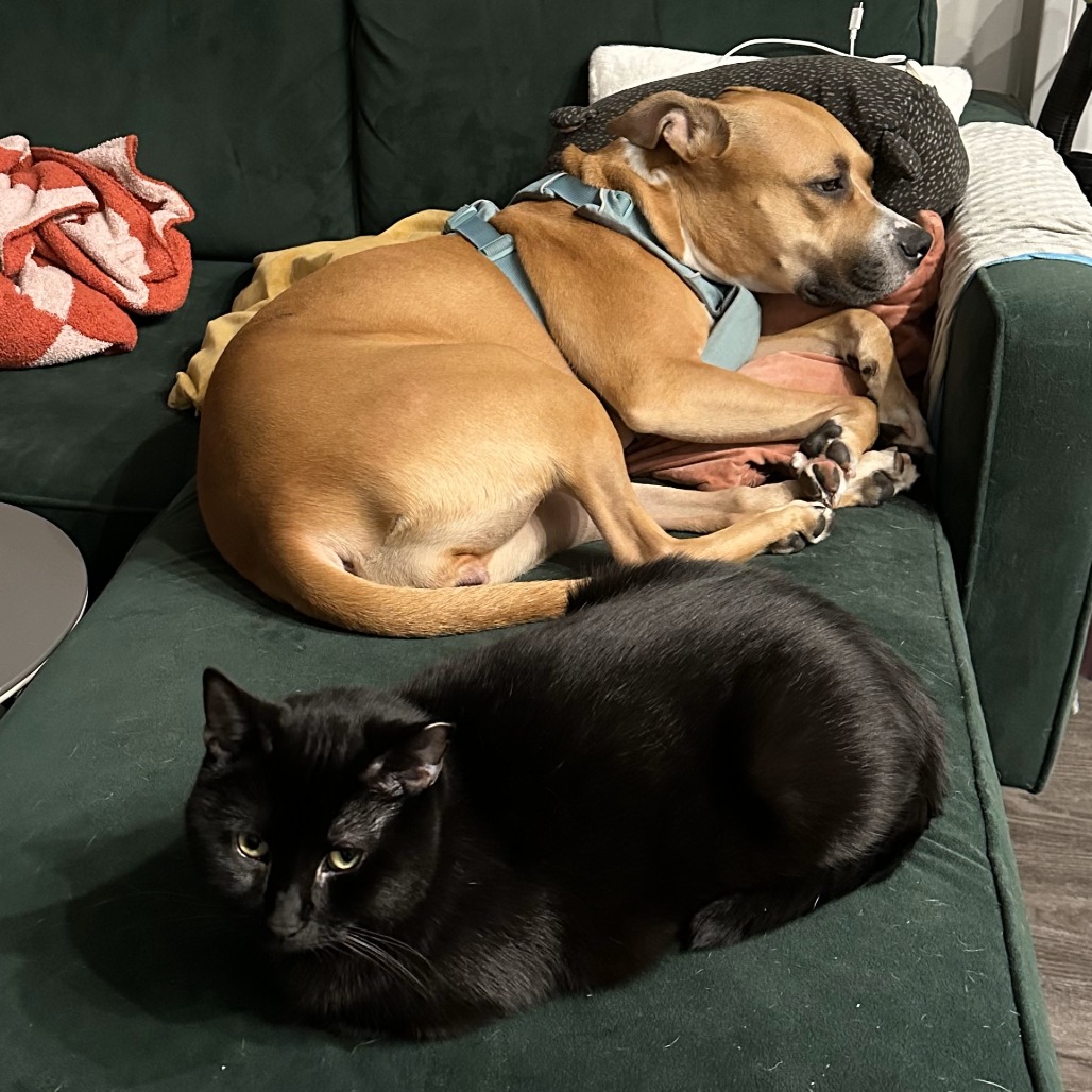 Queen — thumbnail 3