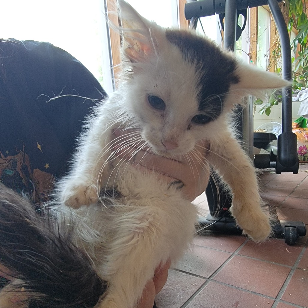 Dobby, photo 2