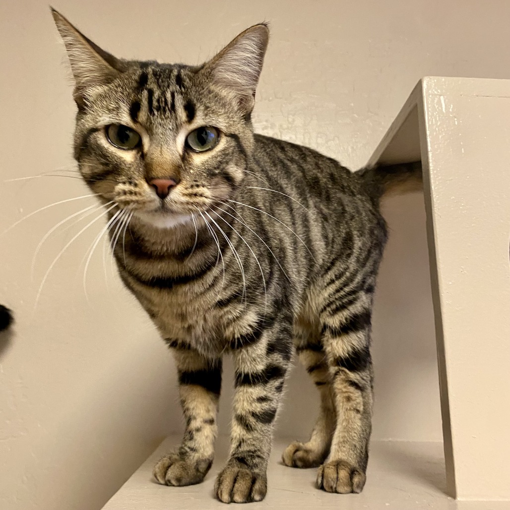 LUNETTE - Domestic Shorthair available for adoption