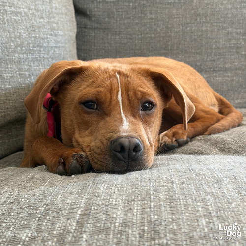 SPARTACUS - Shepherd / Beagle available for adoption