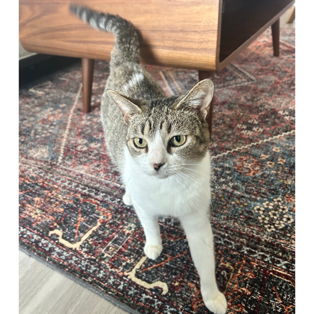 Stracciatella — thumbnail 7