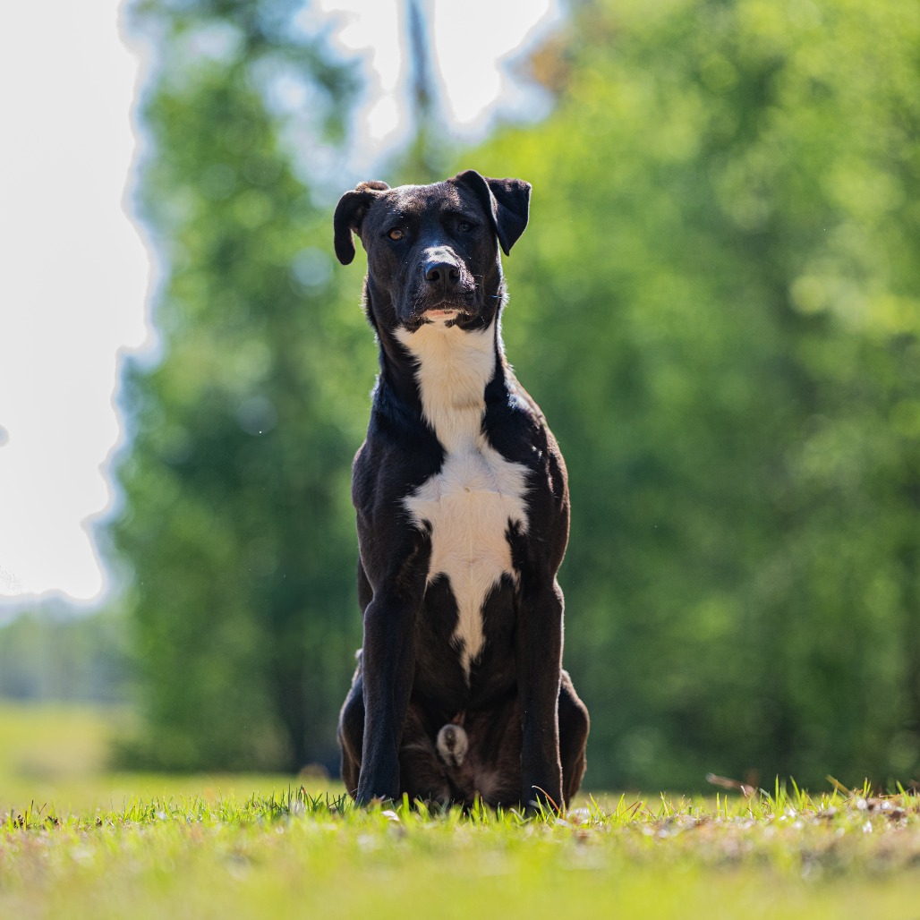 Rambo, photo 16