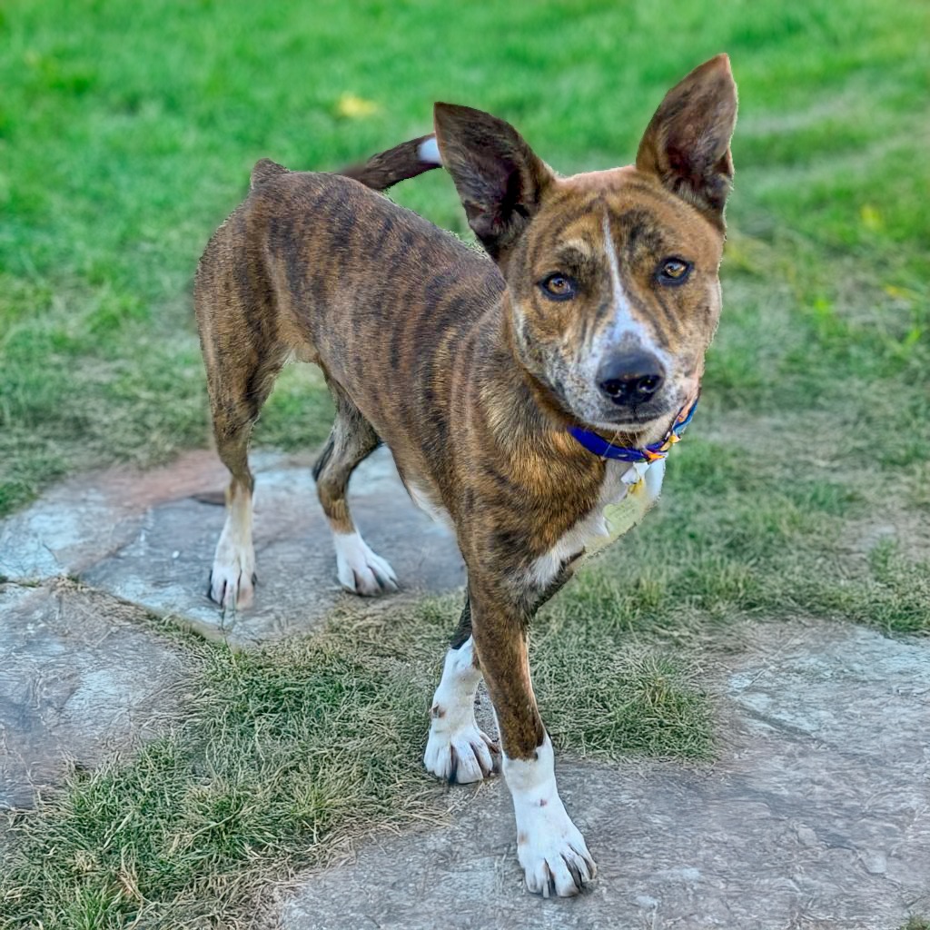 LEXI, photo 6