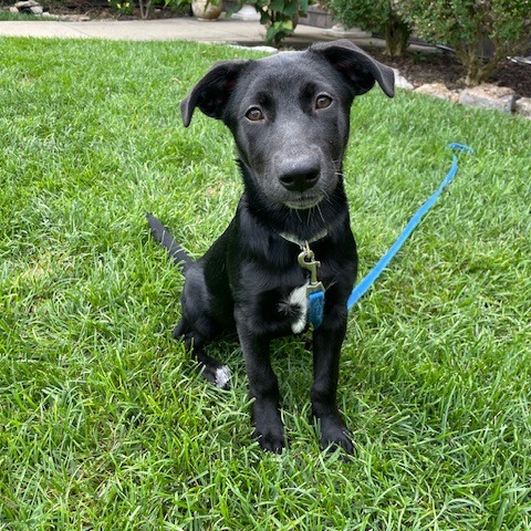 OREO - Retriever, Labrador / Shepherd, German for adoption in Dayton