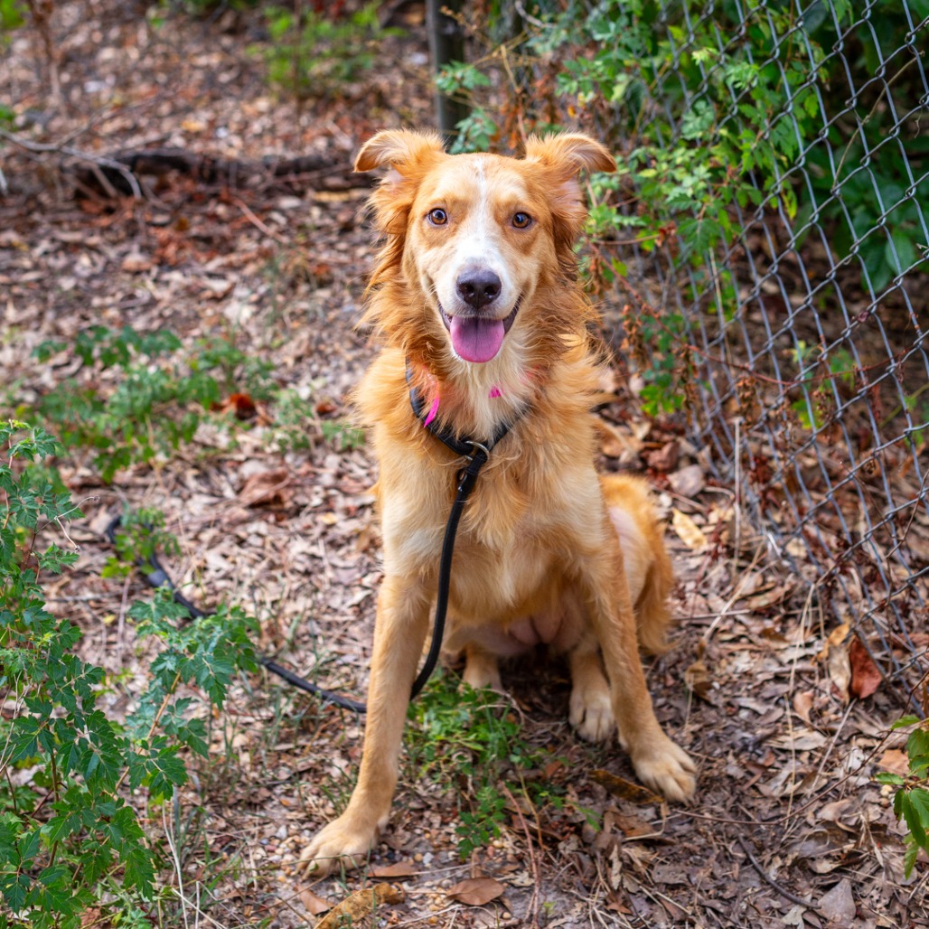 CARDI B - Retriever, Golden / Collie available for adoption