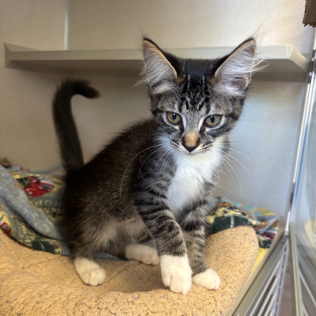 Natasha - Domestic Shorthair