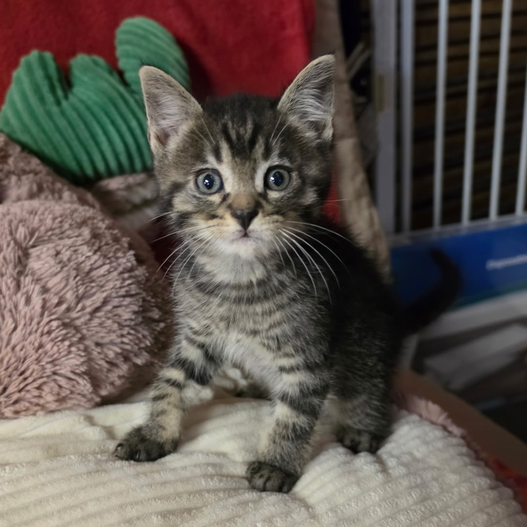 Photo of TWINKIE