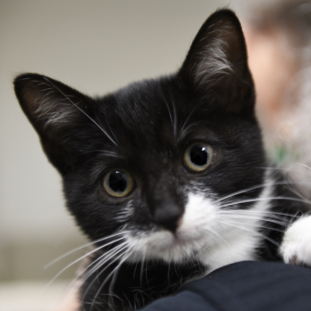 Oleen - Domestic Shorthair