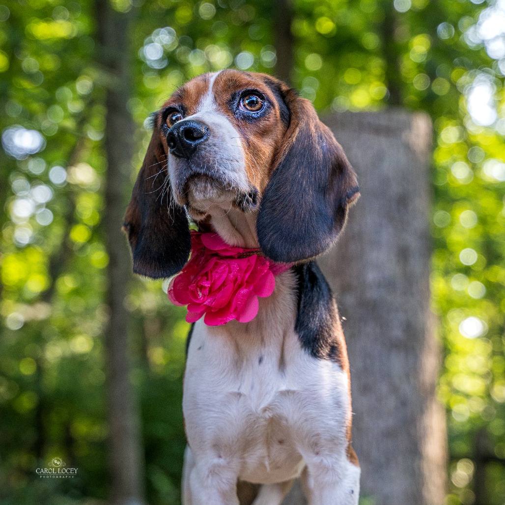 Josephine